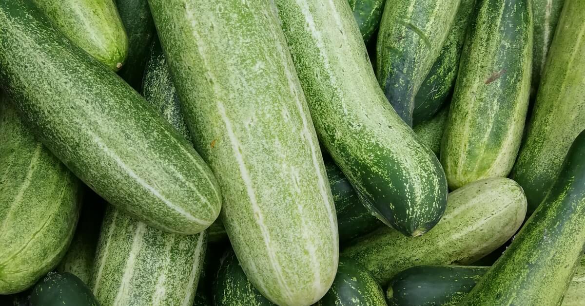 cucumber vegetarian weight loss